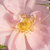Rose - Rosiers à grandes fleurs - floribunda - Chewgentpeach